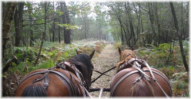 Promrenade en calche avec des chevaux de traits Bretons et des postiers.