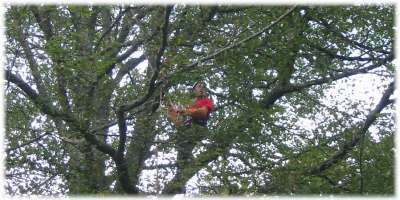 L'houpage : trononner les plus grosses branches et les branches sches des arbres.